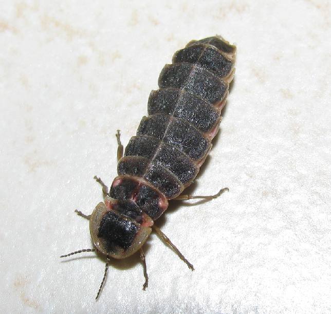 Lampyridae sp. in my garden